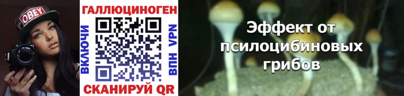 hydra как войти Бологое Галлюциногенные грибы Cubensis